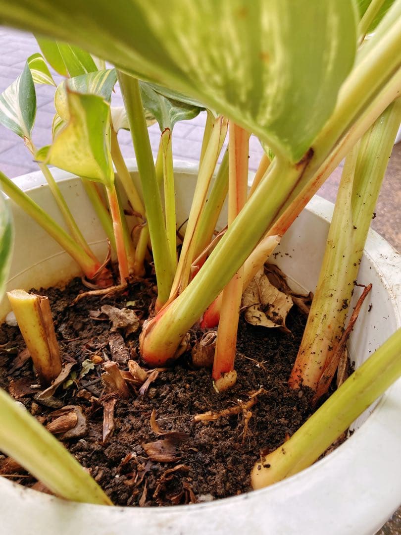 斑入り月桃(ゲットウ) シェル・ジンジャー　希少　送料無料