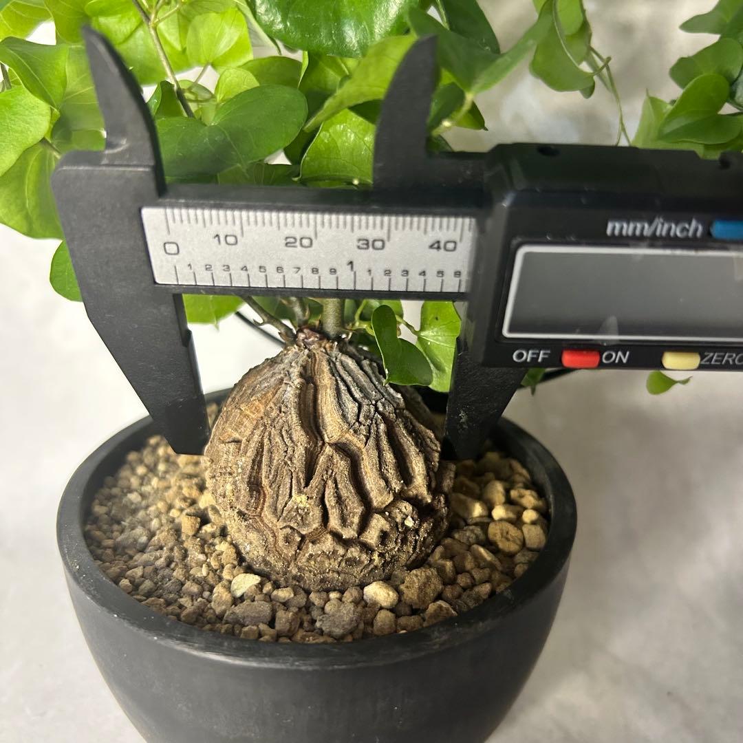 亀甲竜 (鉢入り) 4cm越え ディオスコレア　塊根植物 181208