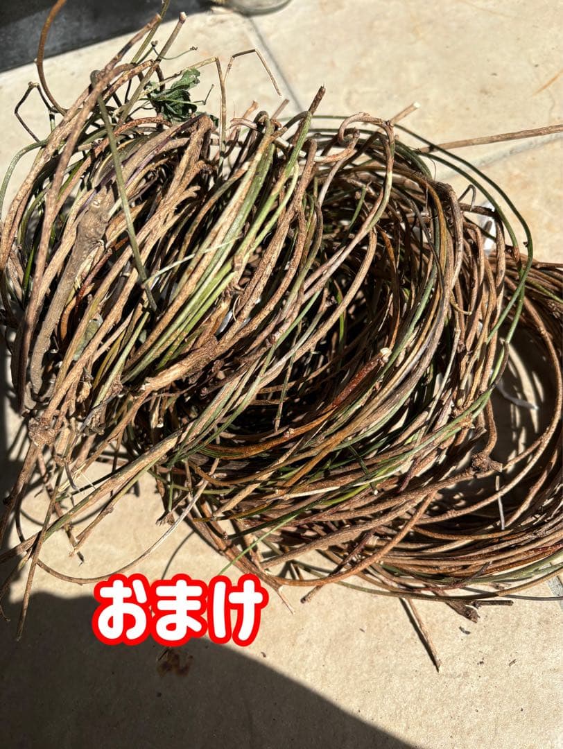 天然素材✳️あけび ランナー蔓✳️根蔓 69本 70m以上✳️かご編み リース土台に