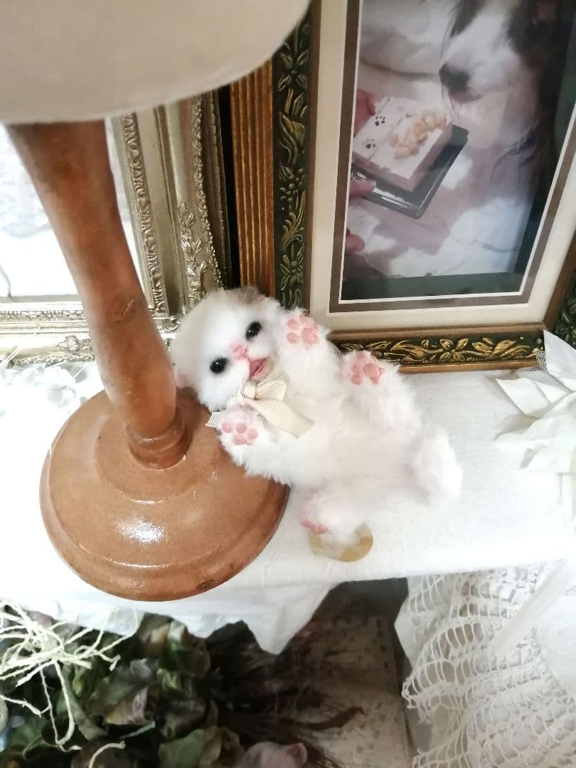(ΦωΦ)ニャン♥生後1ヶ月♥猫(ΦωΦ)猫里親様募集・♥(ΦωΦ)(ΦωΦ)