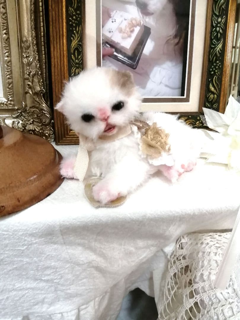 (ΦωΦ)ニャン♥生後1ヶ月♥猫(ΦωΦ)猫里親様募集・♥(ΦωΦ)(ΦωΦ)