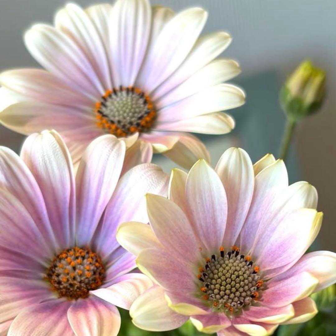 ✿Dom❤Mia✿様　確認用　オステオスペルマム　パティエ　新色