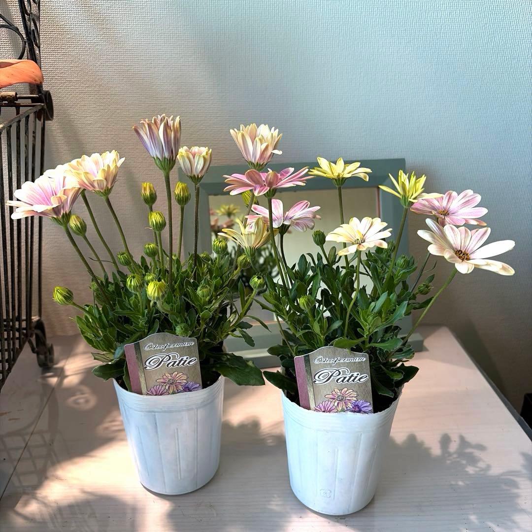 ✿Dom❤Mia✿様　確認用　オステオスペルマム　パティエ　新色