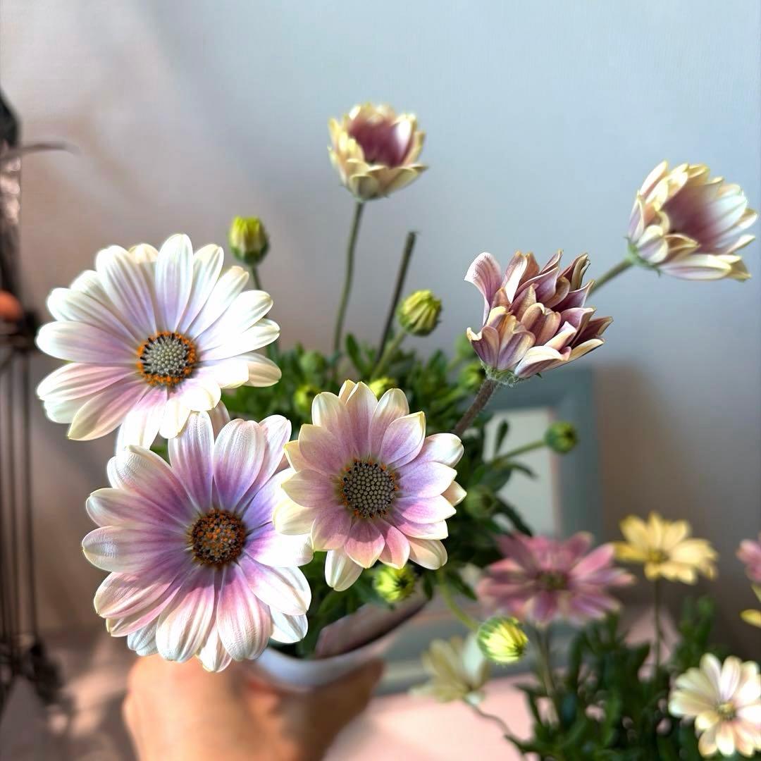 ✿Dom❤Mia✿様　確認用　オステオスペルマム　パティエ　新色