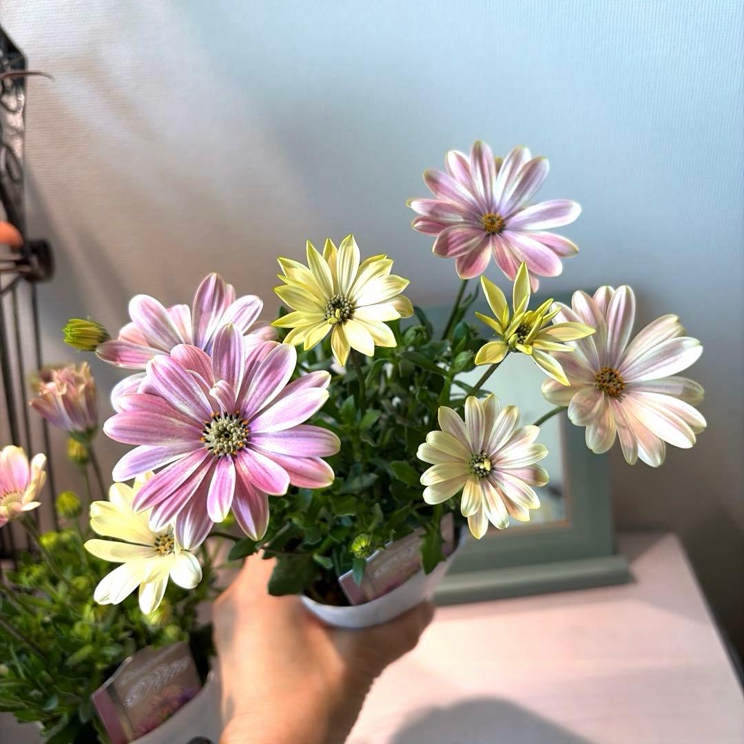 ✿Dom❤Mia✿様　確認用　オステオスペルマム　パティエ　新色