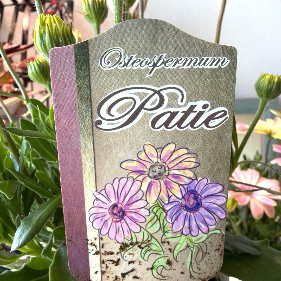 ✿Dom❤Mia✿様　確認用　オステオスペルマム　パティエ　新色