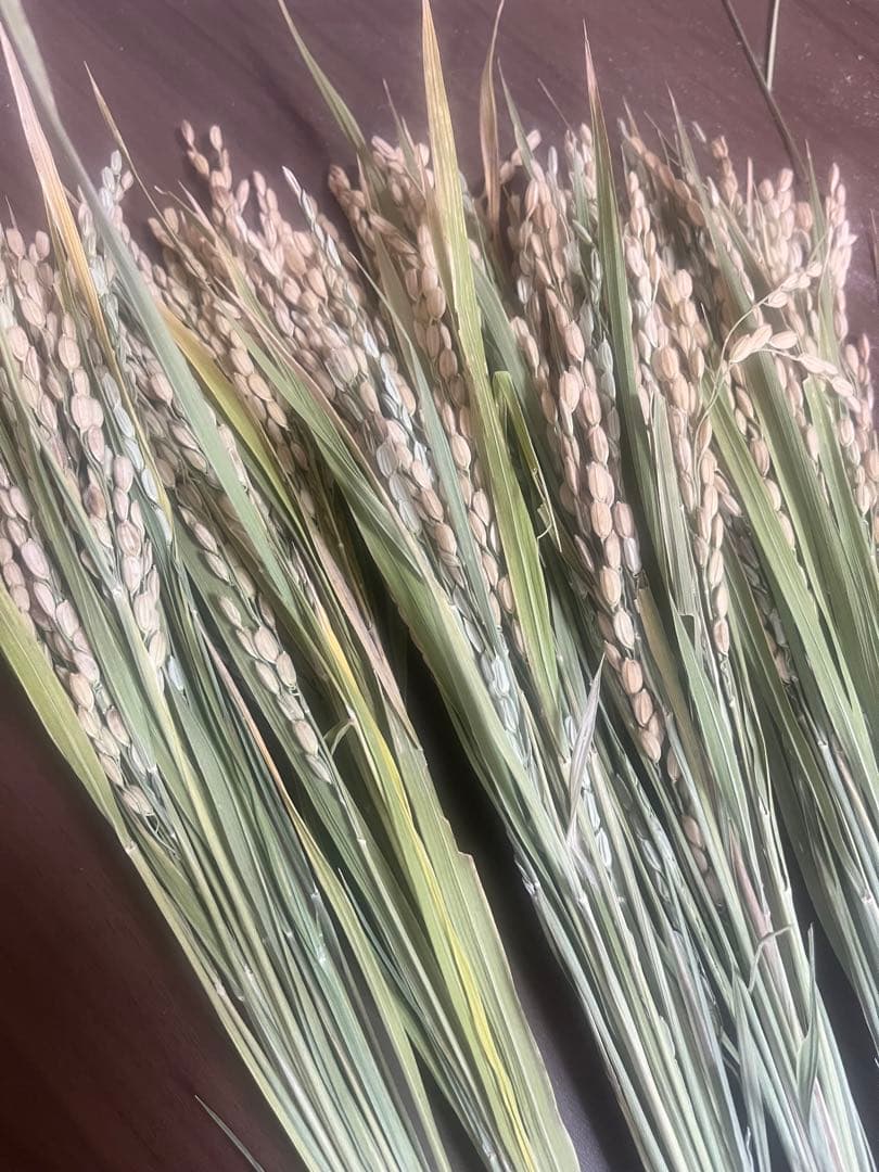 稲穂 しめ縄・しめ飾り用 800本