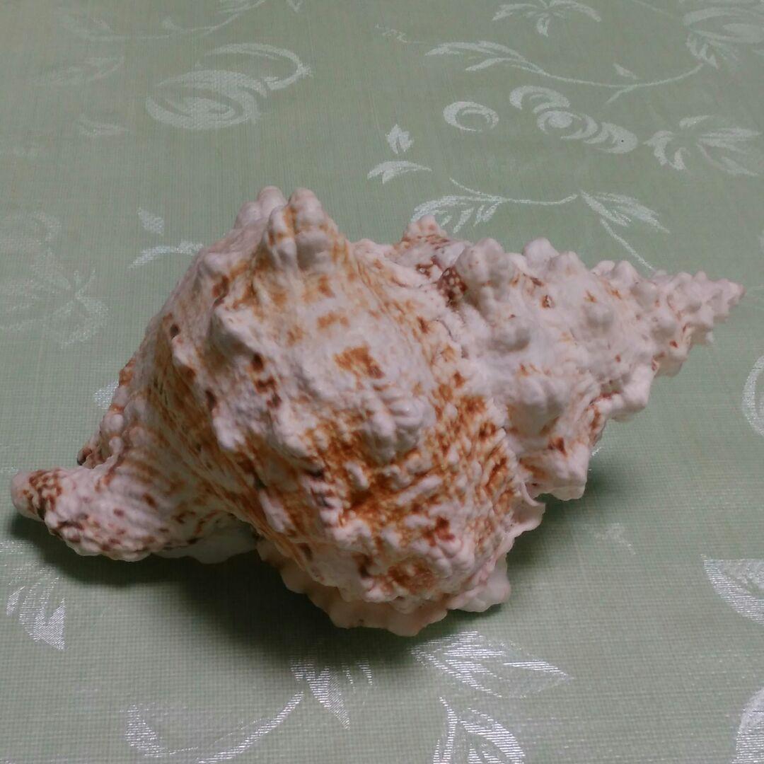 貝