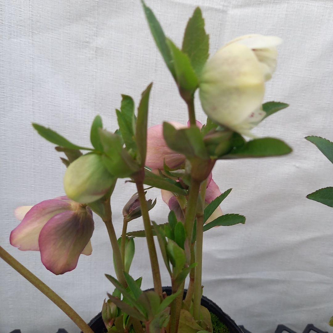 アンティークな色味♪おしゃれな2個セット、クリスマスローズ、苗、開花株