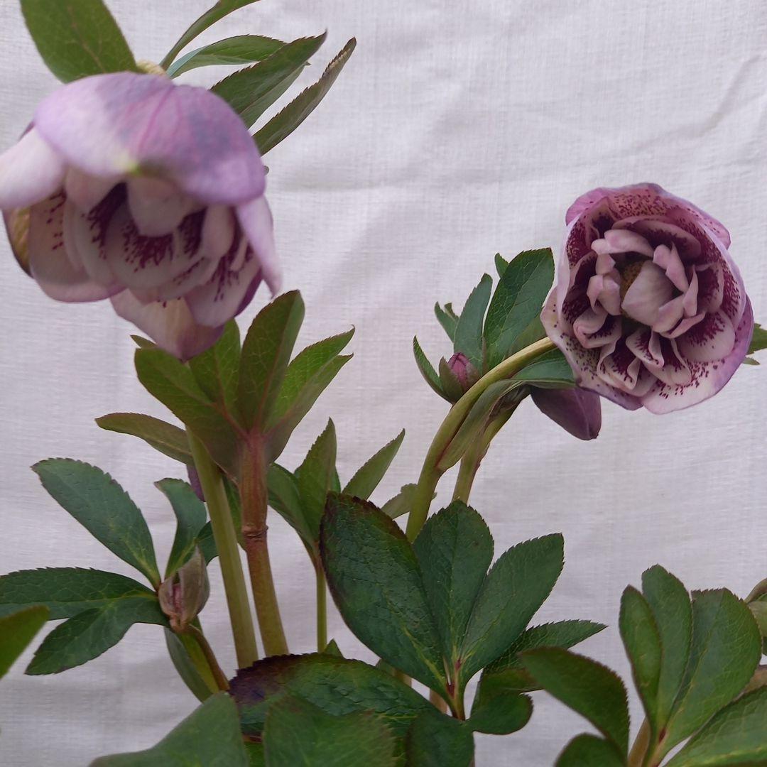 アンティークな色味♪おしゃれな2個セット、クリスマスローズ、苗、開花株