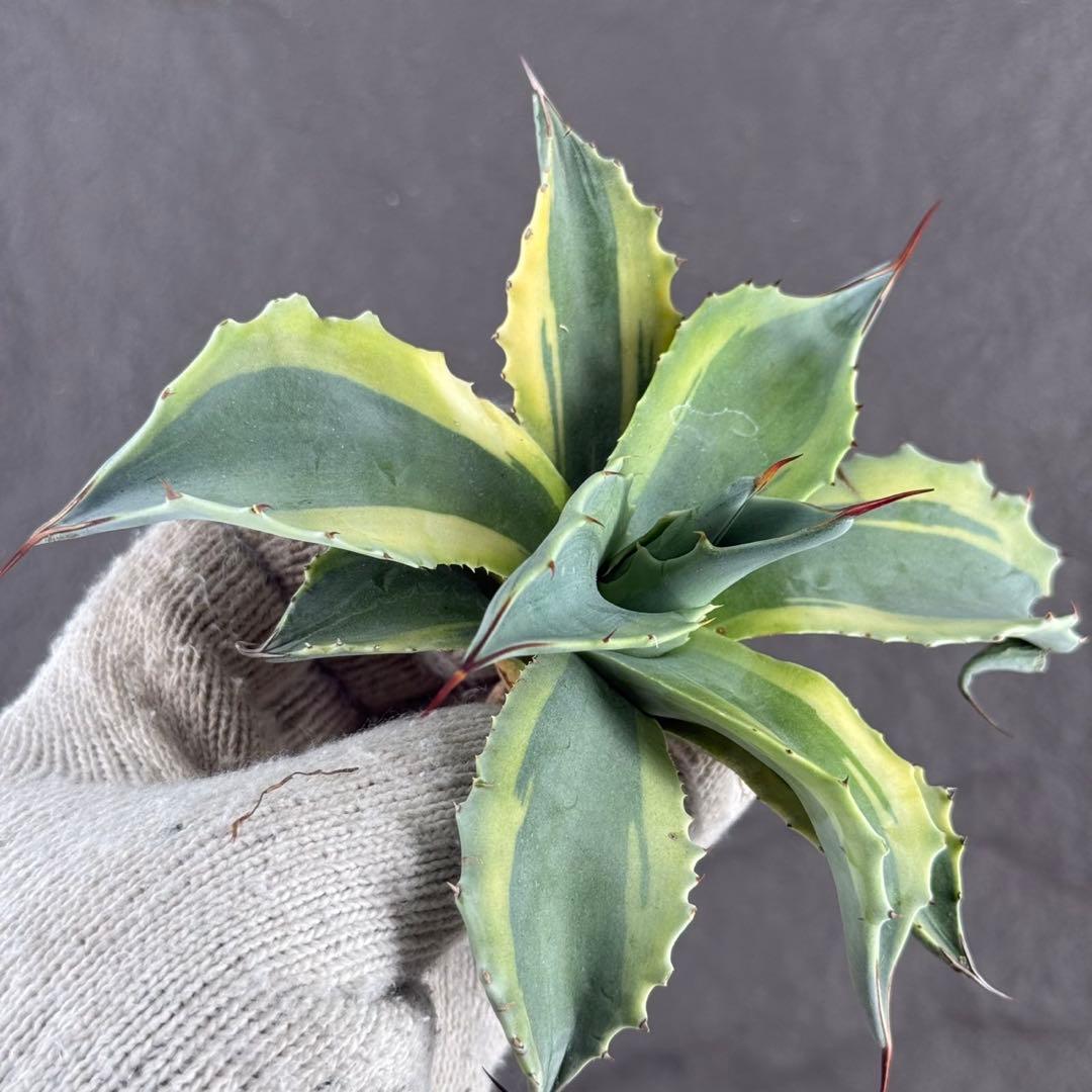 【アガベ オバティフォリア “オルカ”】斑入り安定地植え可能ロゼット展開良/L2