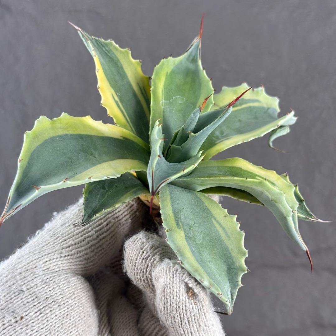 【アガベ オバティフォリア “オルカ”】斑入り安定地植え可能ロゼット展開良/L2