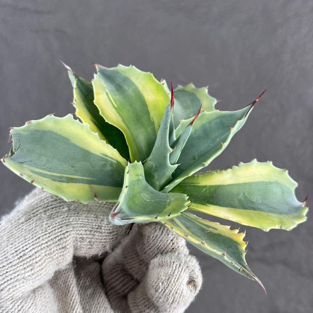 【アガベ オバティフォリア “オルカ”】斑入り安定地植え可能ロゼット展開良/L2