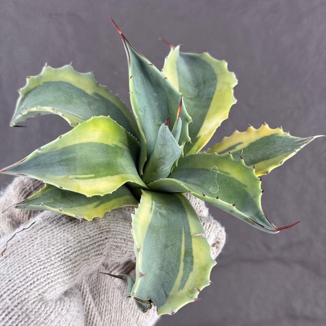 【アガベ オバティフォリア “オルカ”】斑入り安定地植え可能ロゼット展開良/L2