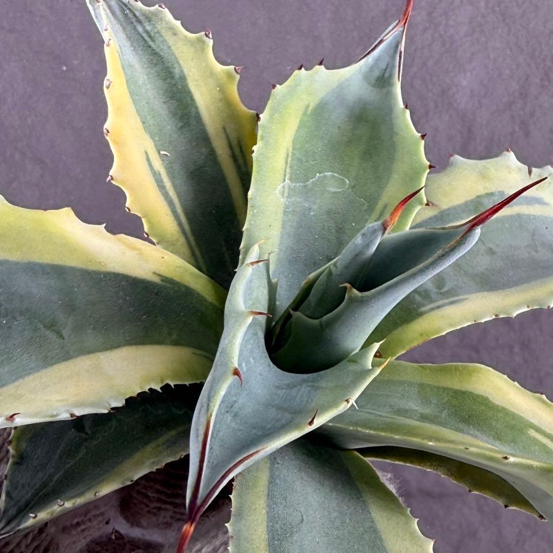 【アガベ オバティフォリア “オルカ”】斑入り安定地植え可能ロゼット展開良/L2