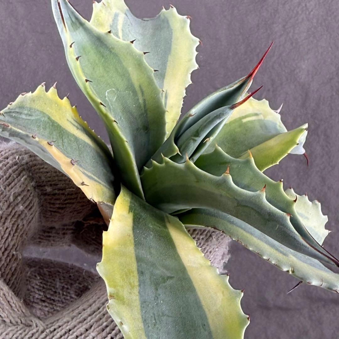 【アガベ オバティフォリア “オルカ”】斑入り安定地植え可能ロゼット展開良/L2