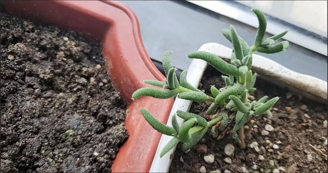 健康的な多肉植物