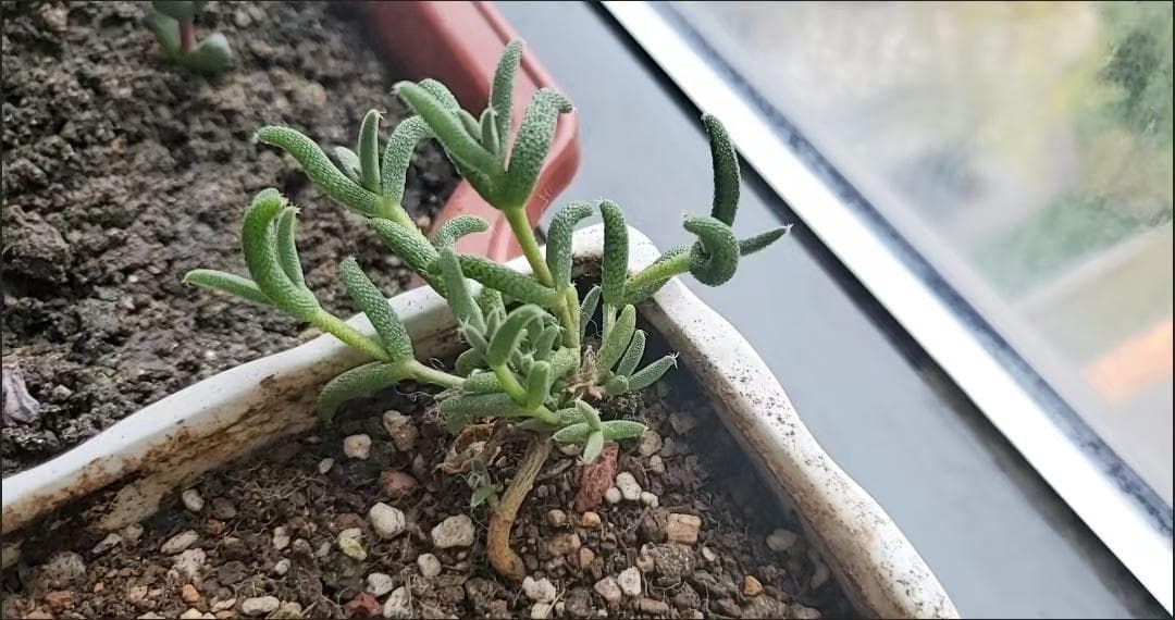 健康的な多肉植物