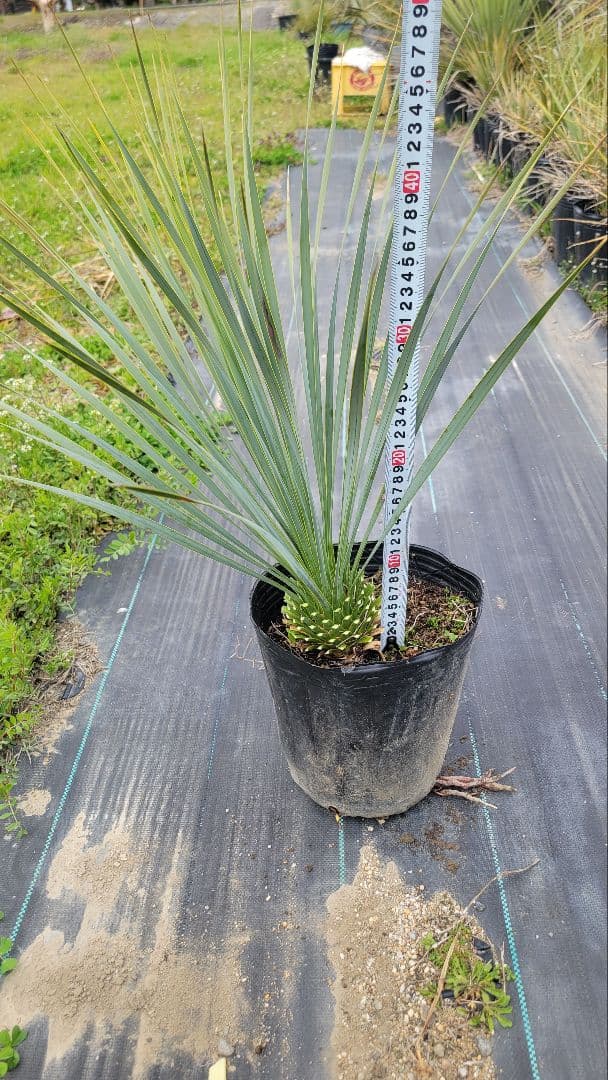 20、ユッカ ロストラータ9　 ポットごと発送