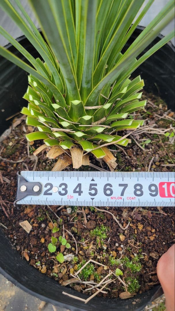 20、ユッカ ロストラータ9　 ポットごと発送