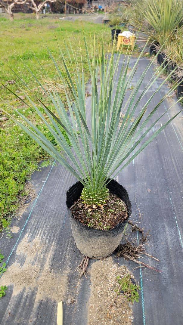 20、ユッカ ロストラータ9　 ポットごと発送