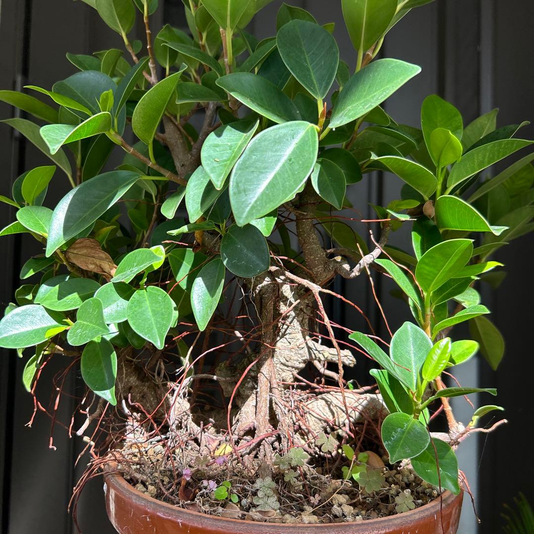 ガジュマル盆栽