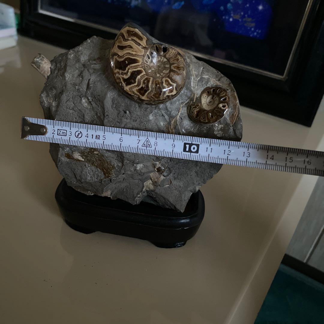 薔薇様　アンモナイト化石