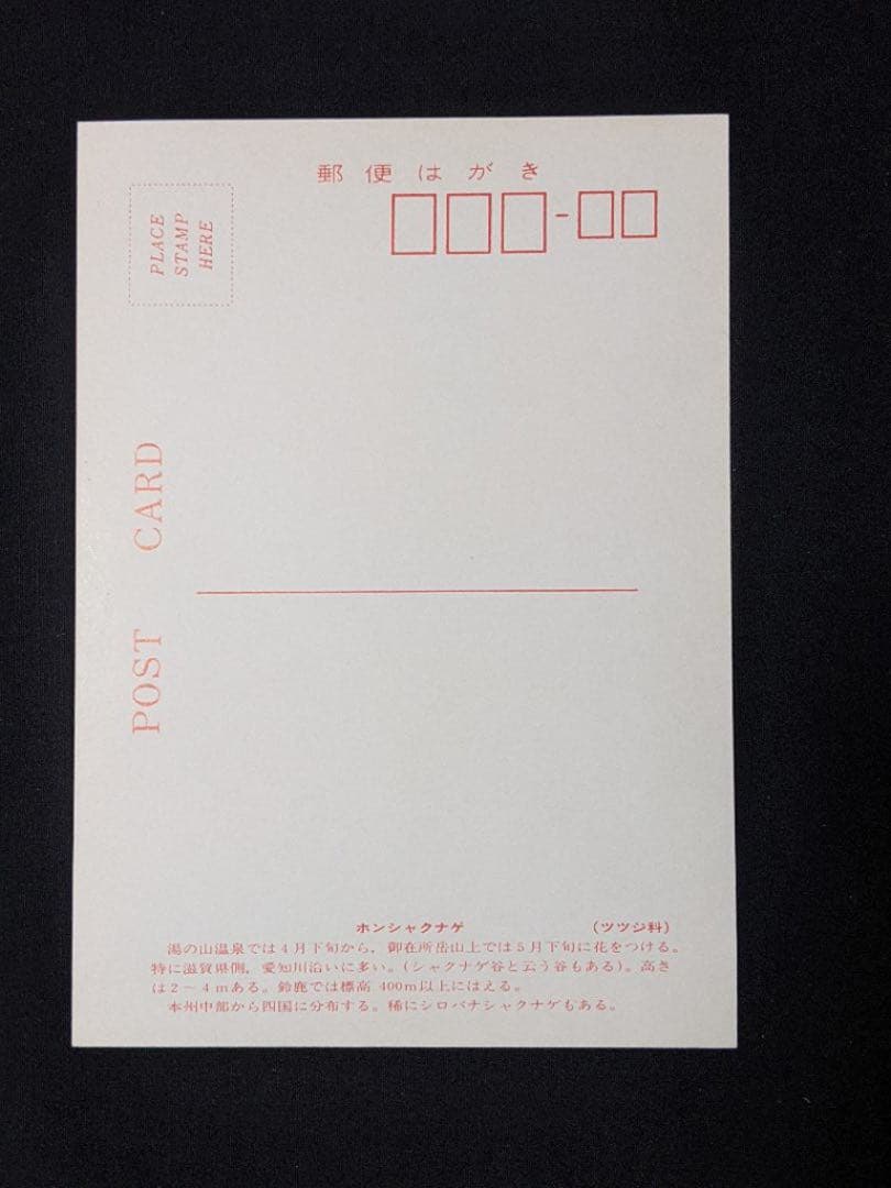 レトロ　自然　ポストカード　セット