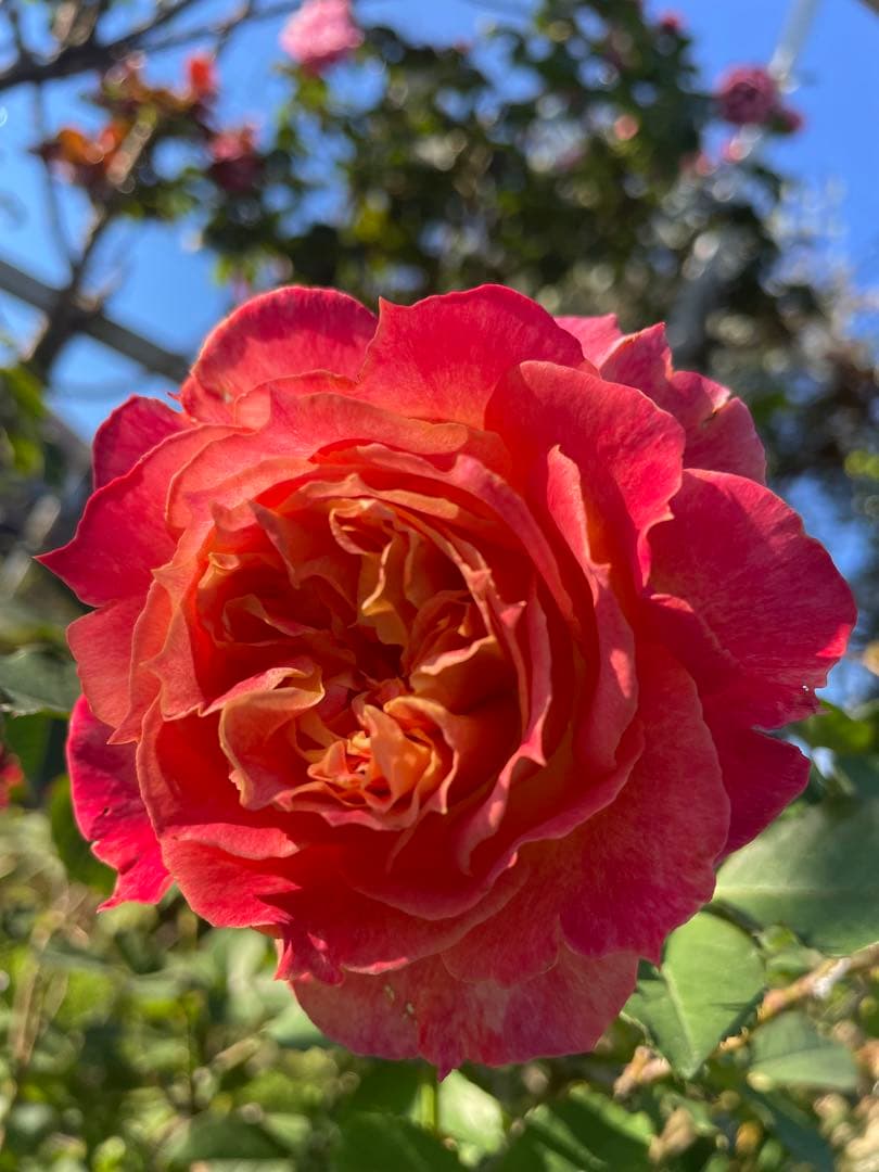 ꫂ ၴႅၴ色変わりが楽しめる薔薇ꫂ ၴႅၴしっかり枝沢山大苗
