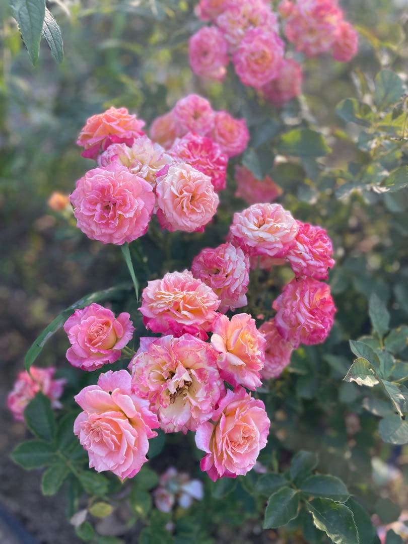 ꫂ ၴႅၴ色変わりが楽しめる薔薇ꫂ ၴႅၴしっかり枝沢山大苗