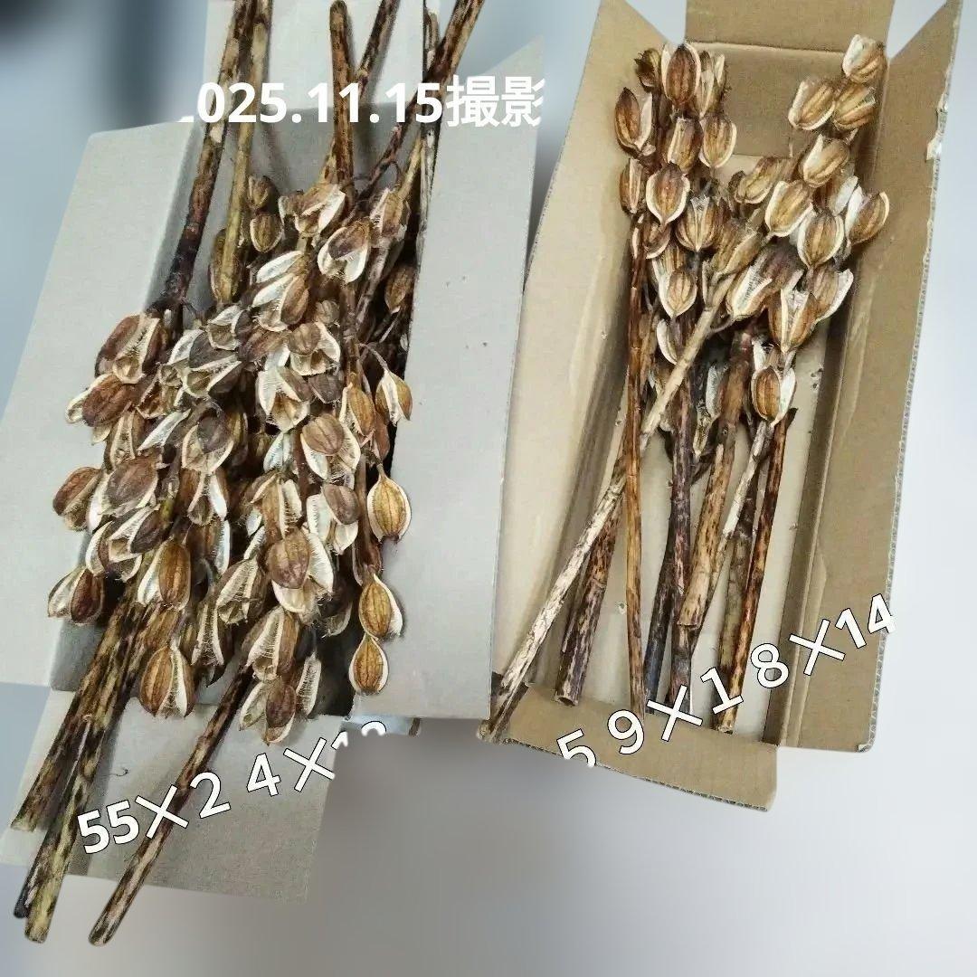 オオウバユリ　2025 収穫　茶色いプリザーブドフラワー花材