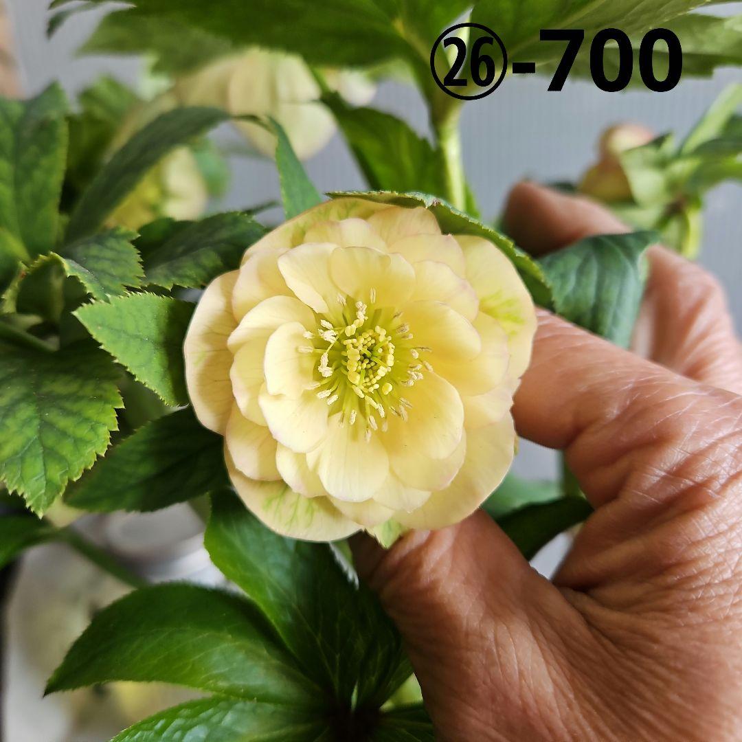 ㉖-700クリスマスローズ