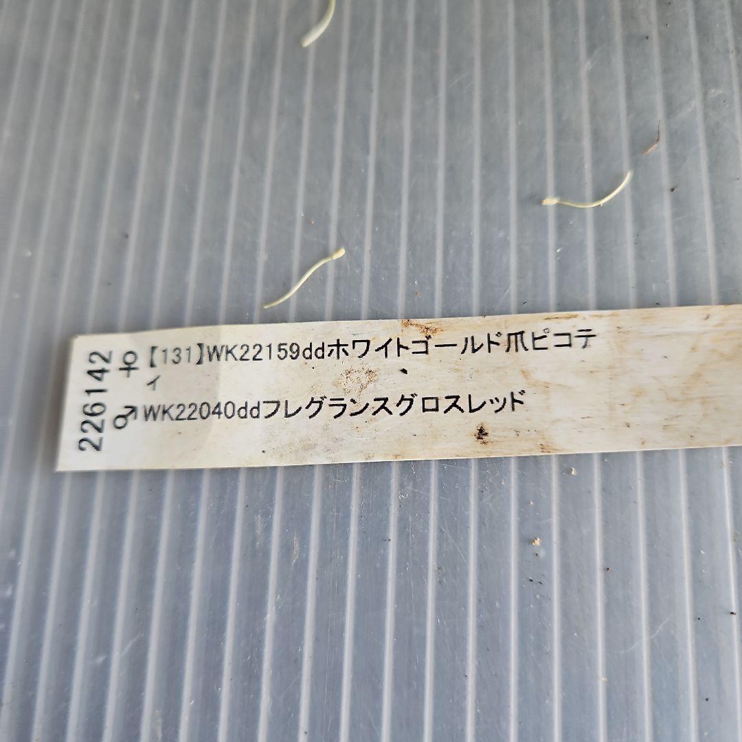 ㉖-700クリスマスローズ