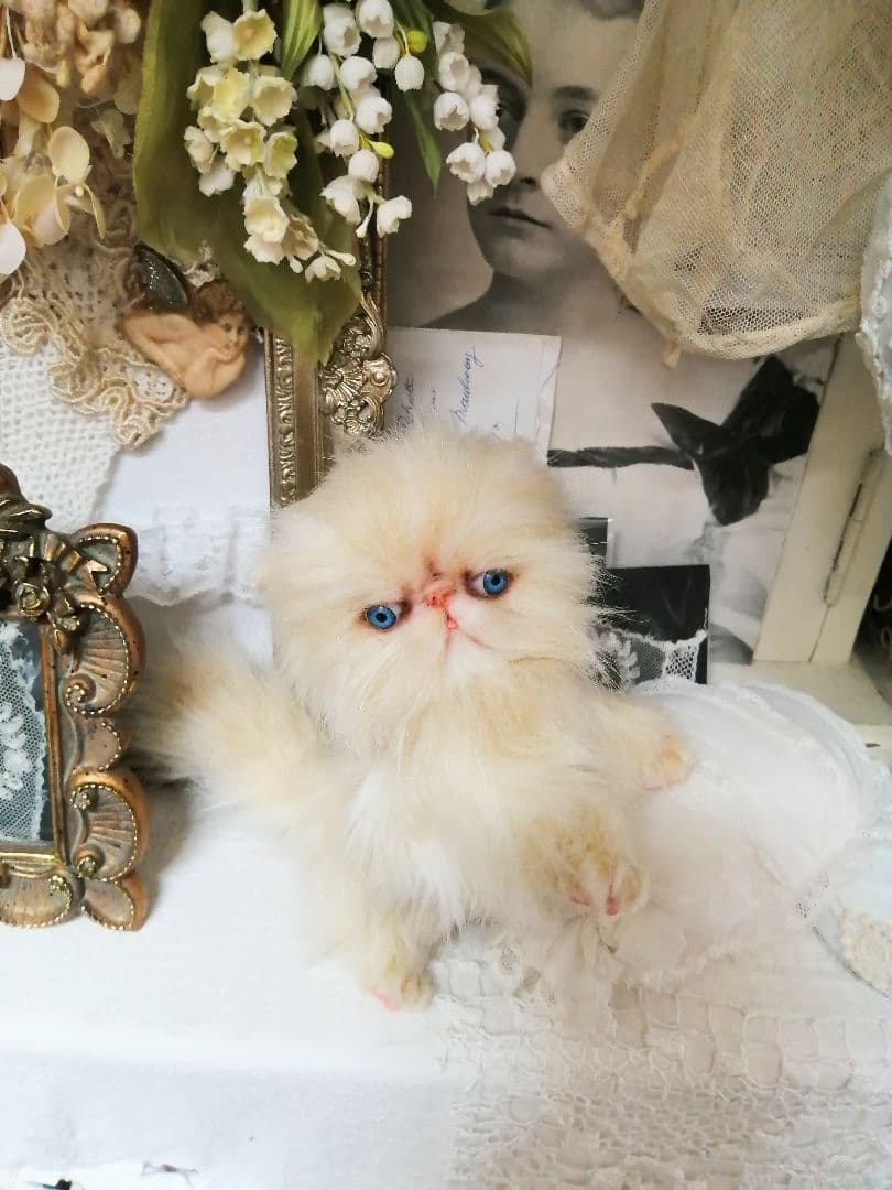 ふわふわ子猫ちゃん❤️エキゾチック❤️生後２ヶ月ベビー(*´艸｀*)❤️