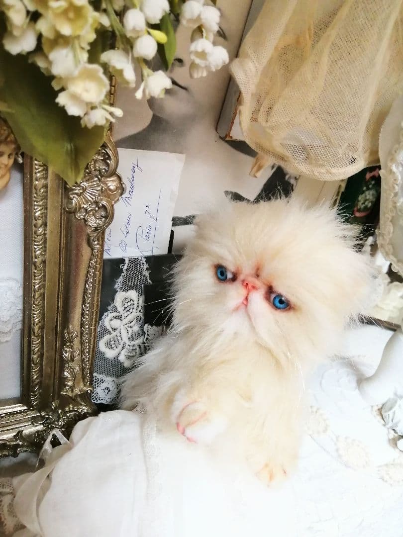 ふわふわ子猫ちゃん❤️エキゾチック❤️生後２ヶ月ベビー(*´艸｀*)❤️