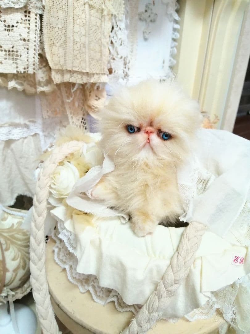 ふわふわ子猫ちゃん❤️エキゾチック❤️生後２ヶ月ベビー(*´艸｀*)❤️