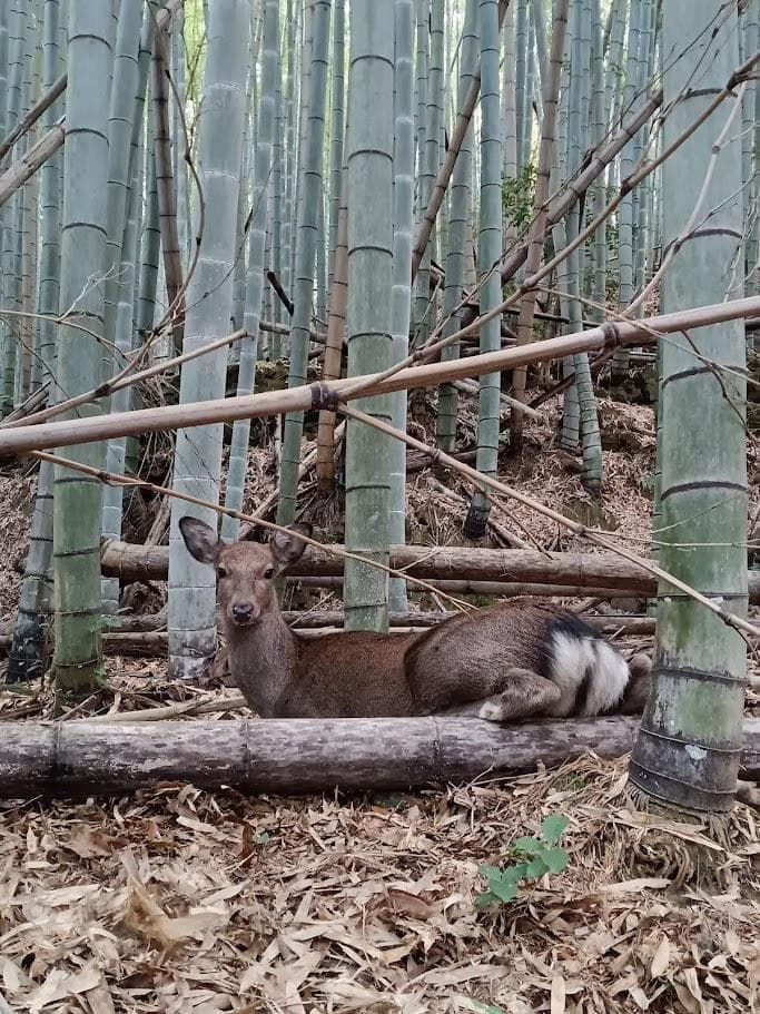 値引4月10日まで【学術標本】　種名ニホンジカ胎児（♂）　エタノール浸漬標本