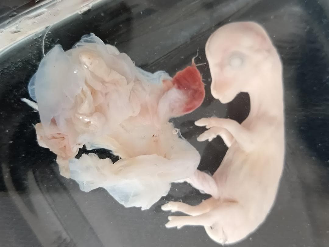 値引4月10日まで【学術標本】　種名ニホンジカ胎児（♂）　エタノール浸漬標本