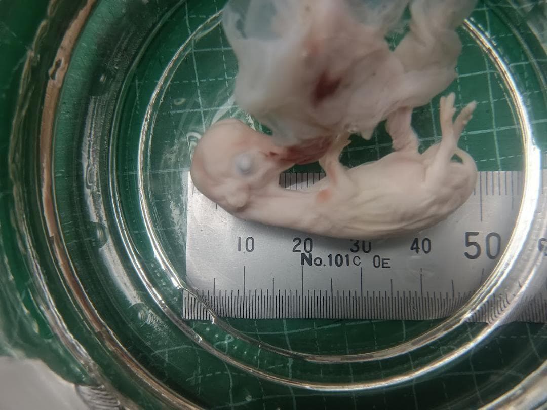 値引4月10日まで【学術標本】　種名ニホンジカ胎児（♂）　エタノール浸漬標本