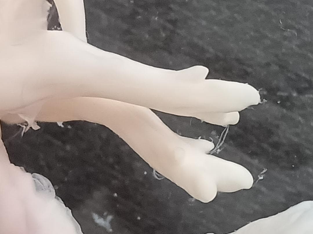 値引4月10日まで【学術標本】　種名ニホンジカ胎児（♂）　エタノール浸漬標本
