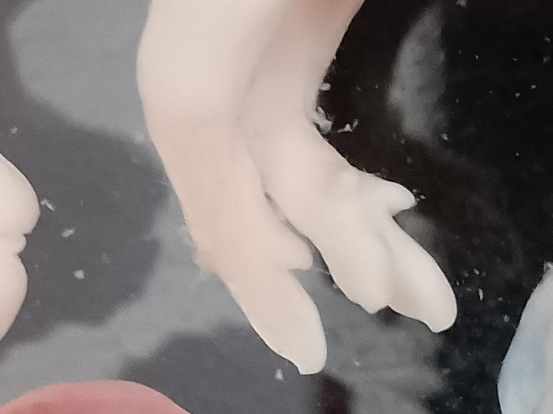 値引4月10日まで【学術標本】　種名ニホンジカ胎児（♂）　エタノール浸漬標本