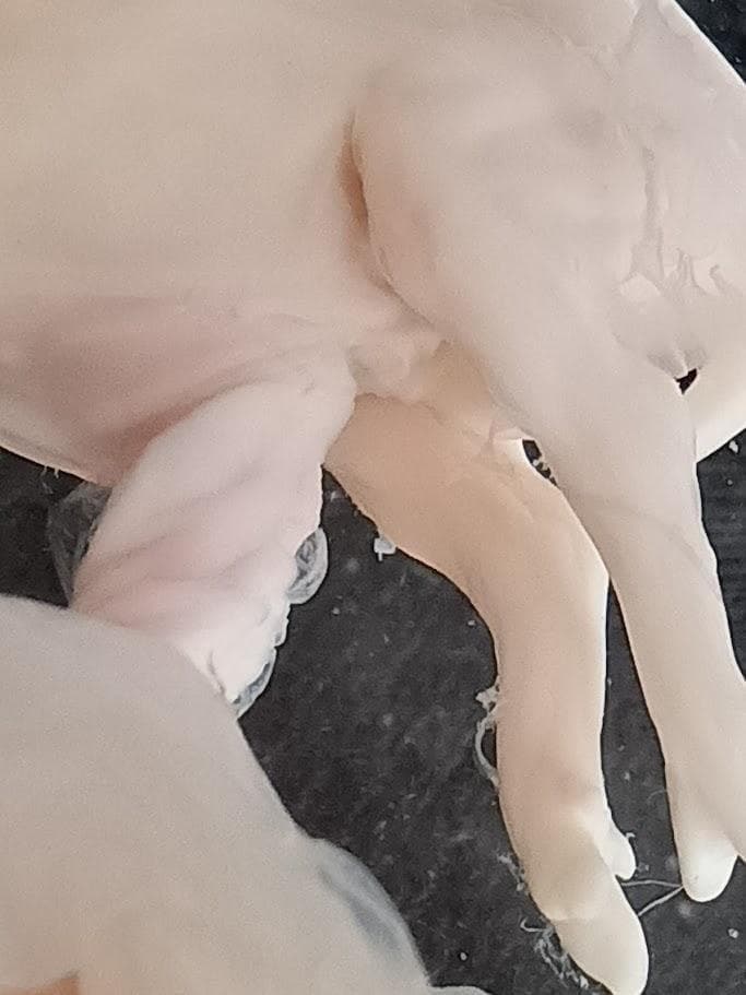 値引4月10日まで【学術標本】　種名ニホンジカ胎児（♂）　エタノール浸漬標本