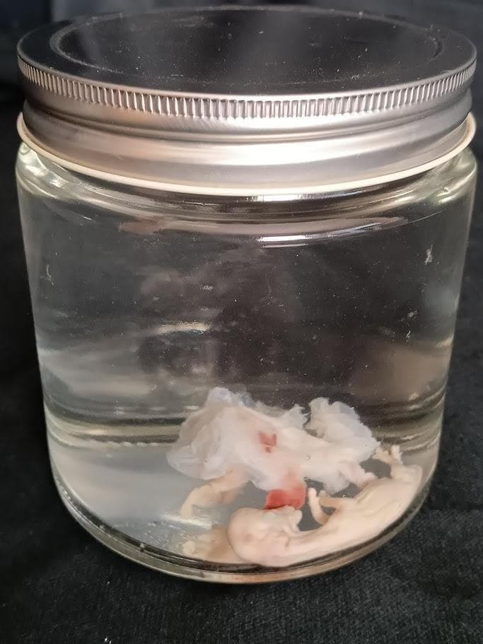 値引4月10日まで【学術標本】　種名ニホンジカ胎児（♂）　エタノール浸漬標本