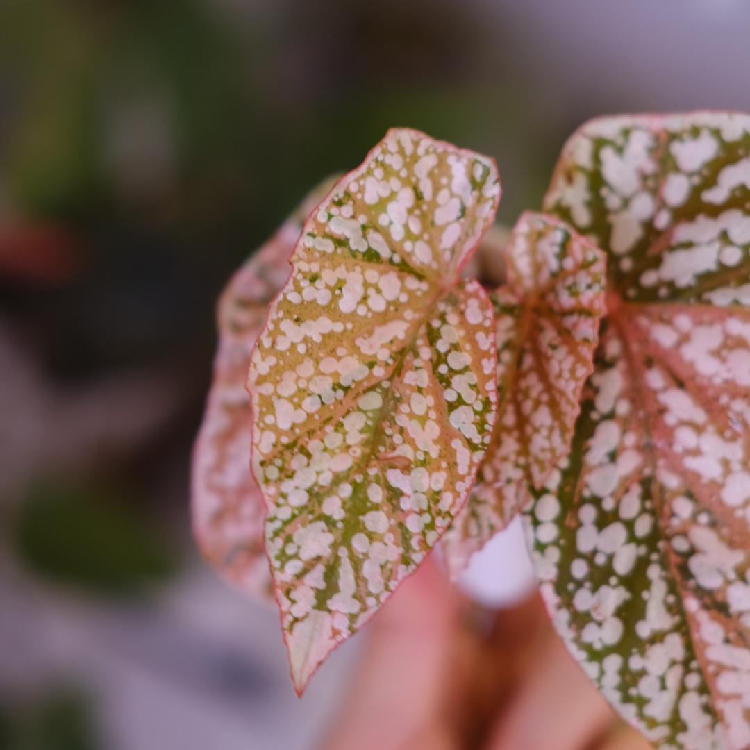 Begonia  Capped Variegata②｜ベゴニア