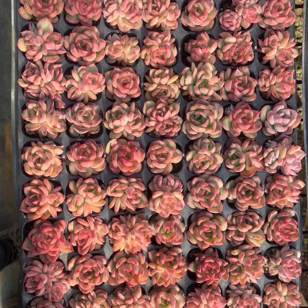 Top【選抜株】多肉植物　25445プロリディティ　105個　プラグトレー苗