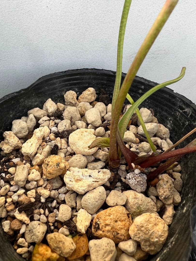 玲*雪様 クリスマスローズ　株分け　ピエラ　トリカラー　吉田園芸さん