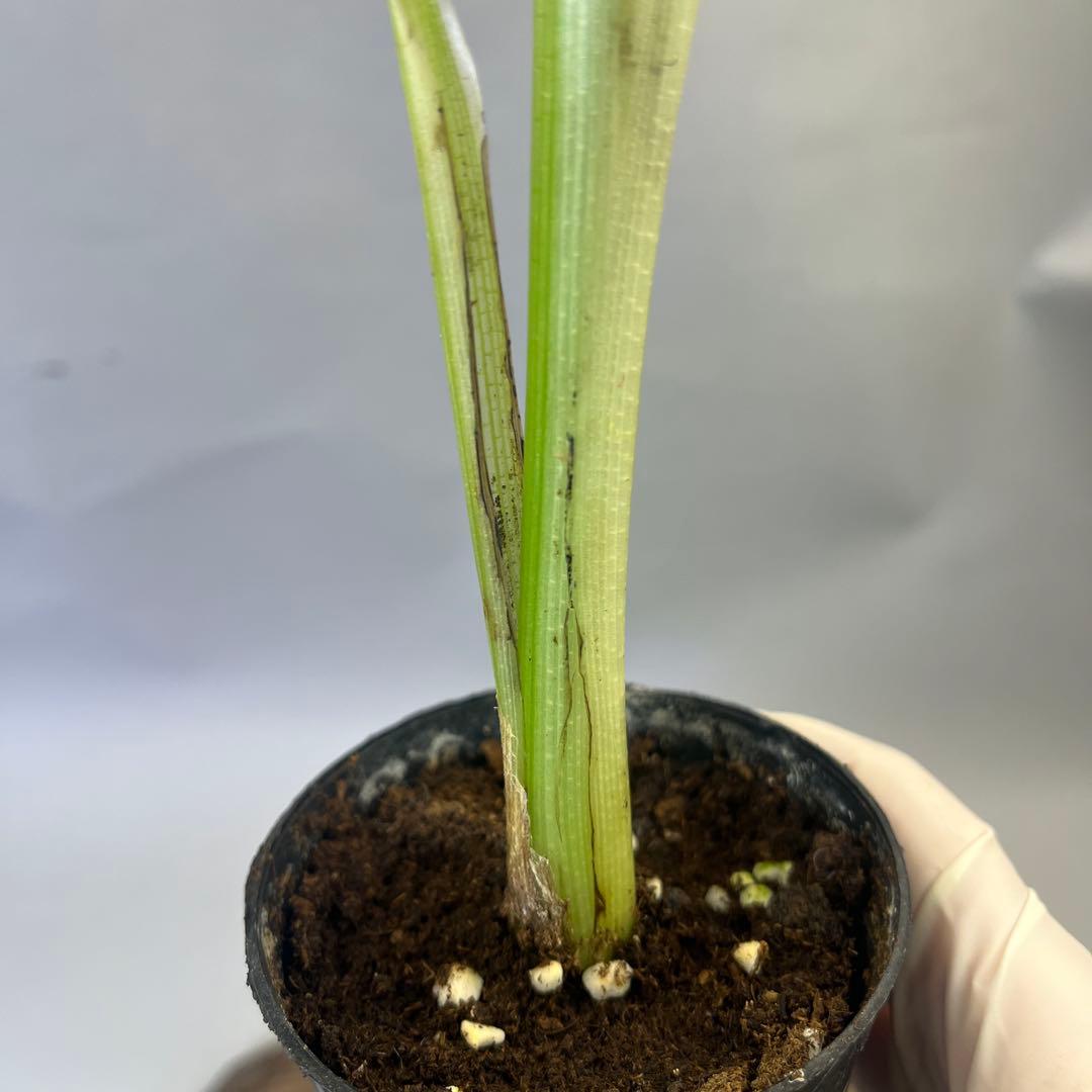 YO478 ムサ・フロリダ バリエガータ（斑入りバナナ）