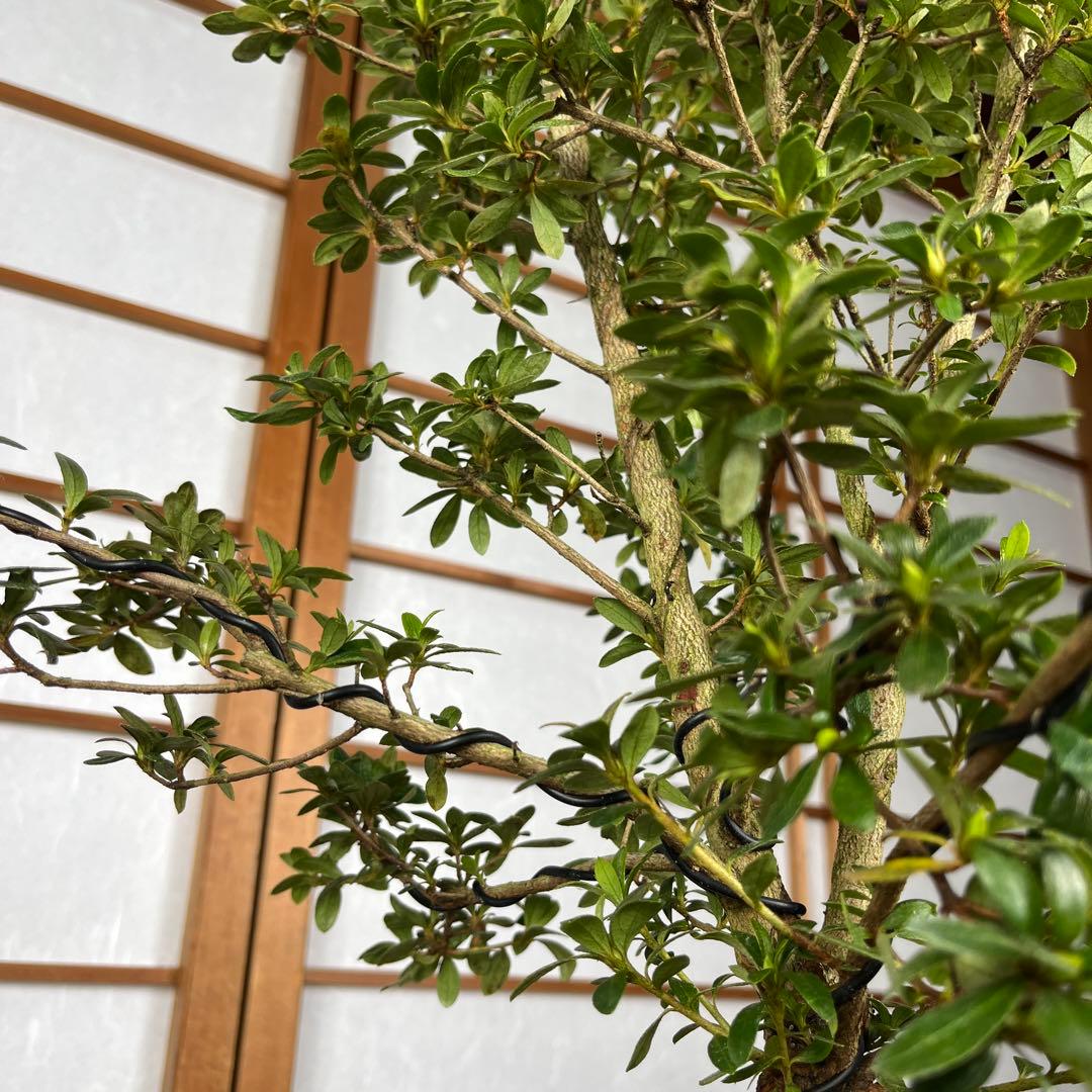 皐月 \"神鏡(しんきょう)\" 盆栽 素材