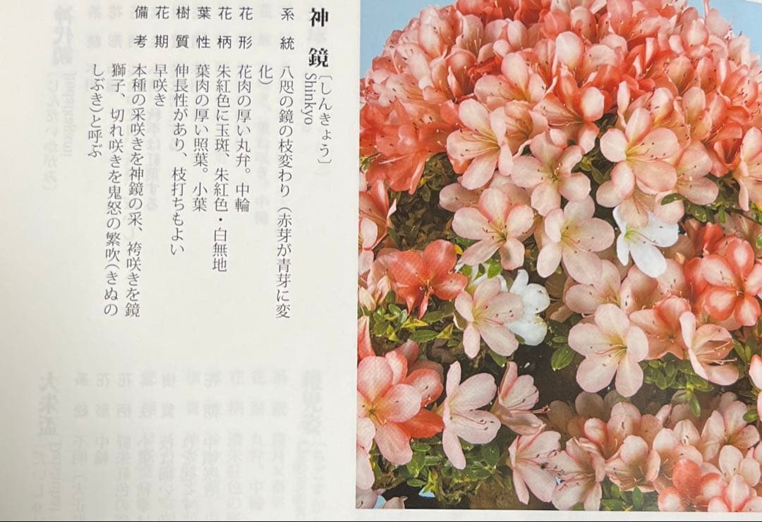 皐月 \"神鏡(しんきょう)\" 盆栽 素材