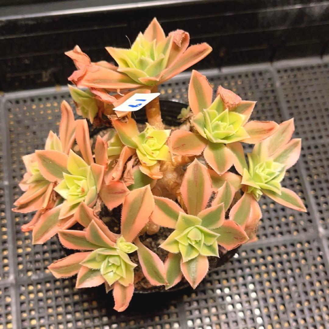19#多肉植物❤️アエオニウム錦❤️ もみじ❤️枫葉❤️9-11頭14cm拔き苗